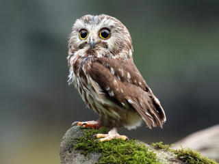 Se dtaljerede oplysninger for RaulIdolTest