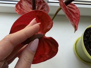 Xem hồ sơ đầy đủ của AlicePrings