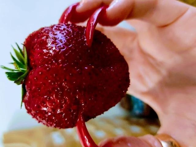 AlfaFemale's hand holding a shiny, red, textured strawberry by its red, twisted stem, with green leaves, close-up, highlighting the fruit's detailed surface and vibrant color.