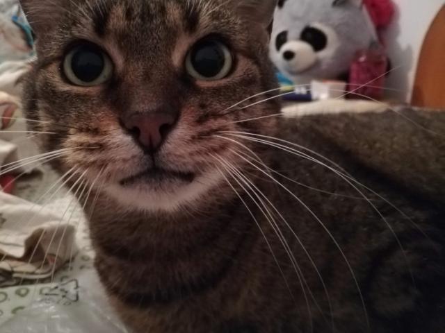 SoniaTestX - сексуальная веб-камера в реальном времени - 11644280