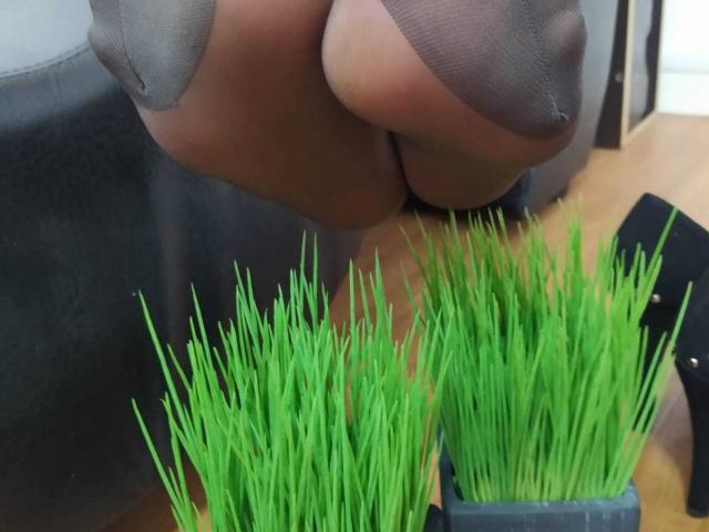 VioletaSwitch's feet are above green plastic grass pots, showing her toes in sheer gray stockings. The grass pots are on a wooden floor.