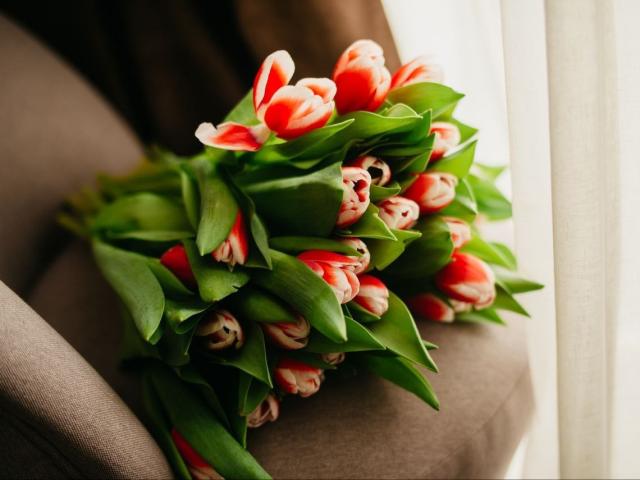 KaleyReed's ass holds a bouquet of red and white tulips with green leaves, resting on a brown chair, soft natural light from the side.