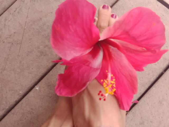 Der Fuß von LylyFrench, mit rosa lackierten Zehennägeln, hält eine leuchtend rosa Hibiskusblüte, die ihre gelben Staubblätter und roten Punkte zeigt. Ein Fliesenboden ist sichtbar..