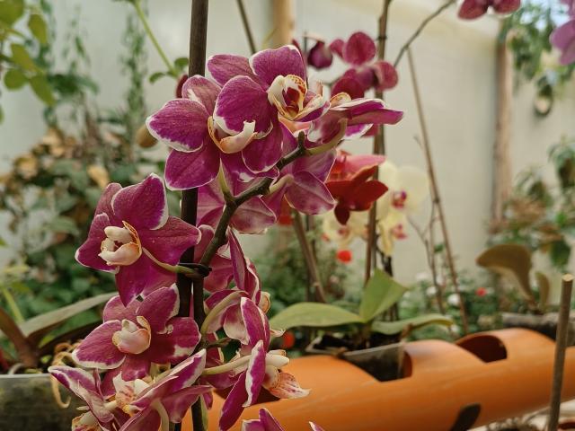 VaaleryStark's hot pink orchid with white edges, showing off her fluffy petals and yellow center, stands in a pot with orange tubing, surrounded by green leaves.