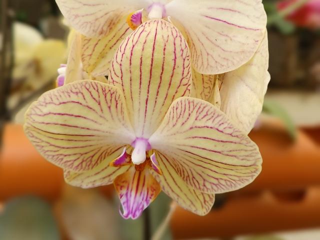 VaaleryStark - Live porn &amp; sex cam - 17348974