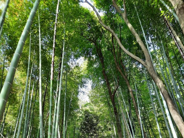 Een hoop hoge, groene bamboe stengels die omhoog reiken naar de lucht, met dikke, groene bladeren aan de bovenkant en slanke, witte stengels die recht omhoog staan in een bos..