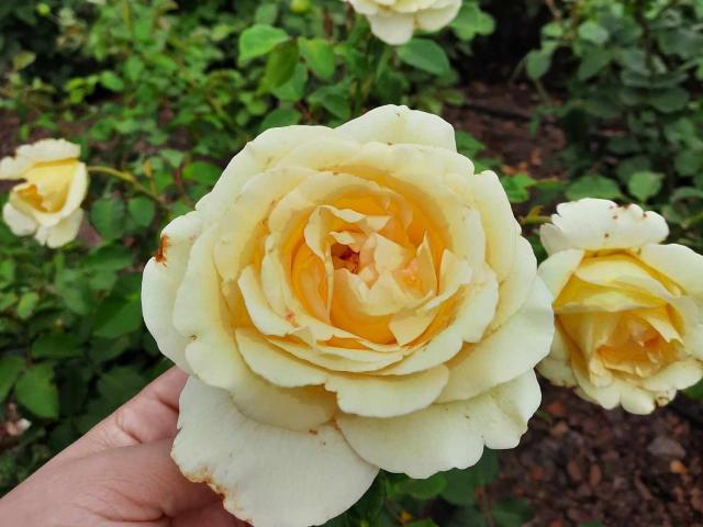 LuciaRobertz - Sexe cam en vivo - 17660794