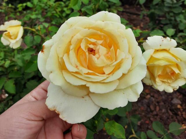 LuciaRobertz - Live porn &amp; sex cam - 17678882