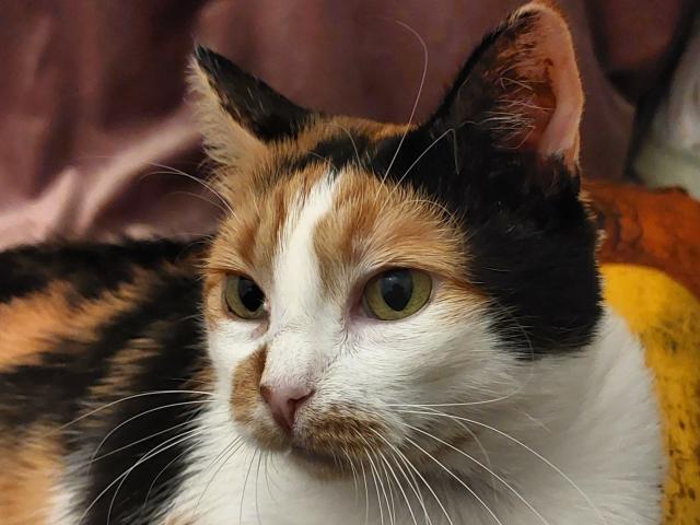 SoniaTestX - Sexe cam en vivo - 17726914