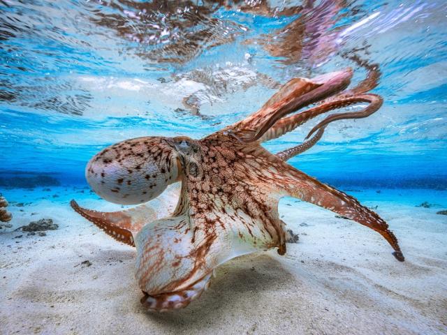 A big, brown-spotted octopus with floppy tits and long tentacles is floating underwater on a sandy bottom, looking directly at the camera.