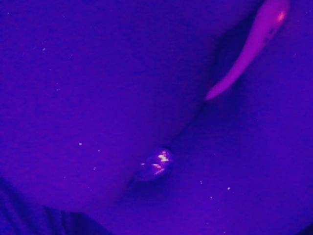 Les fesses d'EstrelaFrenchie, avec un bouchon anal brillant, illuminées par une lumière violette. Le bouchon est métallique et reflète la lumière. Sa peau est foncée, et sa joue de fesse est relevée..