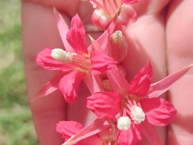 MalakCote's hand holding bright pink flowers with white pollen, showing detailed petals and stamens, in a close-up shot.