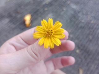 AliceTay - сексуальная веб-камера в реальном времени - 18876758