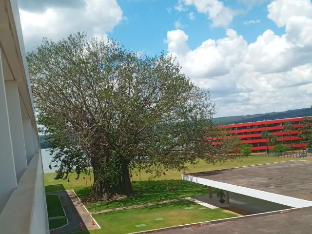A large ass tree with green leaves and brown branches stands on a grassy patch, next to a red building with multiple floors and a white roofed structure.