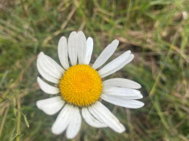 AtheneaRossi - Live sex cam - 20329830