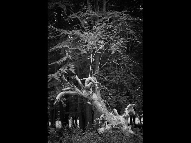 Fotografia in bianco e nero di un albero nodoso con rami spessi e contorti e un tronco grande e diviso, che si trova in una foresta. Lulu-4-you è l'albero..