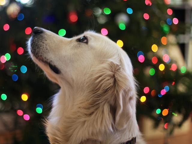 A fluffy white dog with its nose up, staring off to the side, surrounded by colorful Christmas lights. SuperbissimaTroiana has a soft, golden coat and black nose.