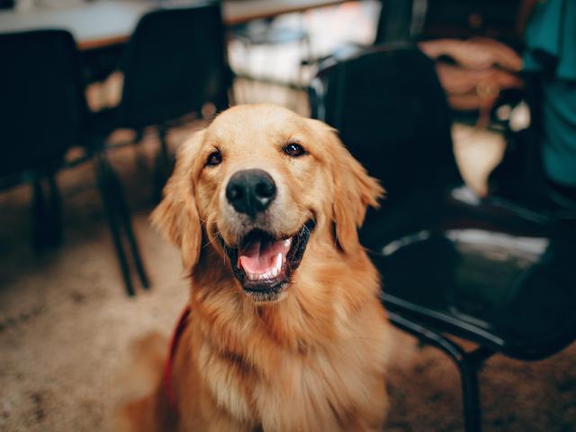 Cachorro dourado com pelagem brilhante e expressão feliz, lambendo com a boca aberta, língua para fora, olhos castanhos, sentado em frente a cadeiras pretas, coleira vermelha, mão de SuperbissimaTroiana ao fundo..