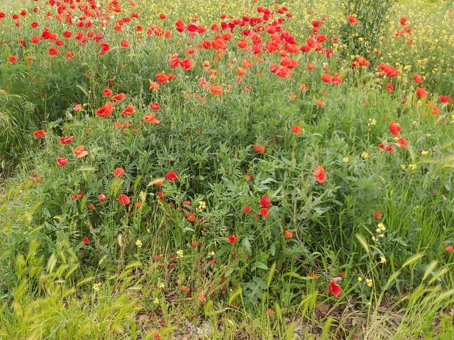 SoniaTestX - ライブポルノ&amp;セックスカム - 21030362