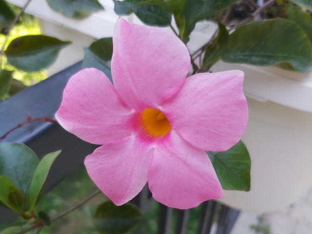 SoniaTestX - Live porn &amp; sex cam - 21826733