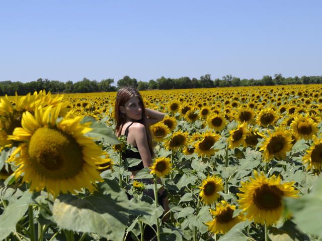 KittiHottie stands in a sunflower field, looking over her shoulder with brown hair, wearing a black sleeveless top, surrounded by bright yellow sunflowers and a clear blue sky.