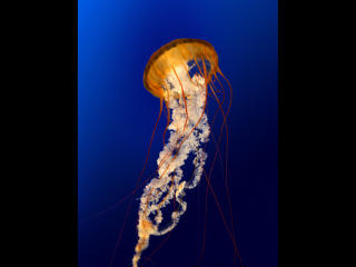 test2 - Camera khiêu dâm &amp; quyến rũ trực tiếp - 2311114