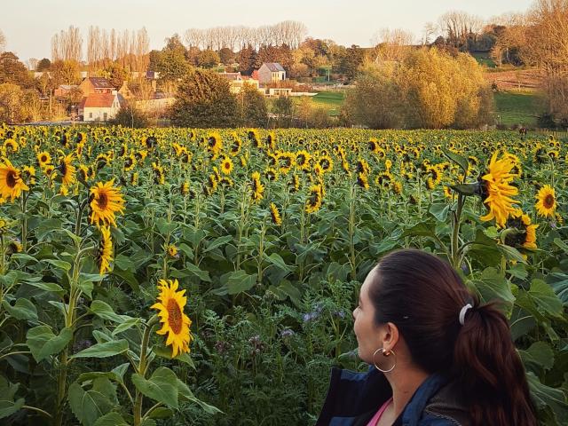 LuciaPerth with brown hair in ponytail, wearing hoop earrings, stands in sunflower field, looking right, surrounded by tall green plants and bright yellow sunflowers.