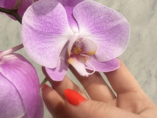Trima's hand with bright red nails holds a purple and white orchid, focusing on its delicate, textured petals and yellow-tipped center. Trima's fingers gently grasp the flower.