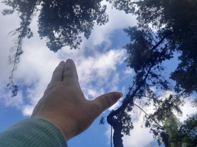 FrancheskaWaalsh's hand, palm up, pointing slightly upward, with fingers spread, under a bright blue sky with fluffy white clouds and tall trees. She's wearing a green sleeve.