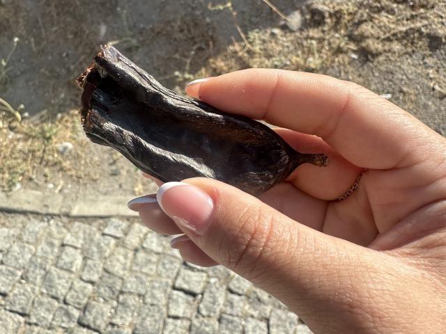 Stefanni's hand holding a dark, wrinkled, dried-up piece of plant material with a brown tip, her long, manicured nails visible.