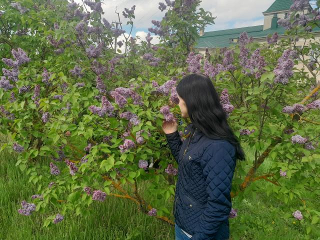 CaseyJeannie with black hair, wearing a blue quilted jacket, stands in a lush green garden, sniffing purple lilac flowers, surrounded by dense green foliage and purple blooms.