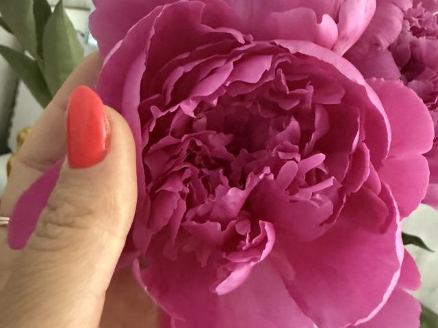 Stefanni's hand with red nails holding a pink peony, petals slightly crumpled, showing the flower's intricate, layered texture. Her finger's nail is shiny and well-manicured.