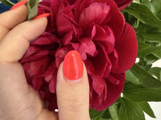 La main de Stefanni, avec ses ongles rouges brillants, tient une fleur rouge foncé et frisée. Ses doigts agrippent délicatement les feuilles vertes. Ses ongles sont vernis, brillants et parfaitement taillés..
