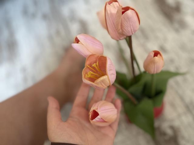 Madrinia's hand holds pink and orange tulips with yellow centers, green leaves, and a red pot. Soft, natural light highlights petals and Madrina's skin.