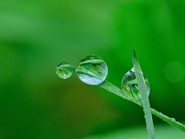 Tiny green boobs of water droplets clinging to a grassy stem, reflecting light and a bit of greenery. Shiny, clear, and fuckin' cute.