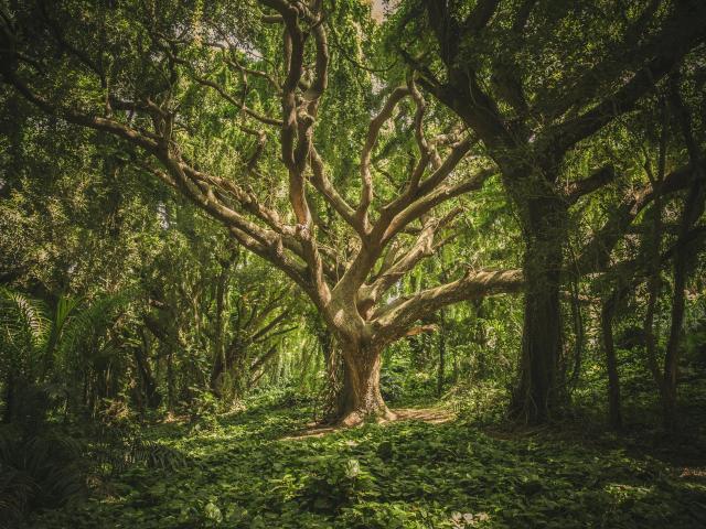 A huge, twisted tree with thick, gnarly branches and a massive trunk stands in a dense, green forest, surrounded by lush foliage and dappled sunlight.