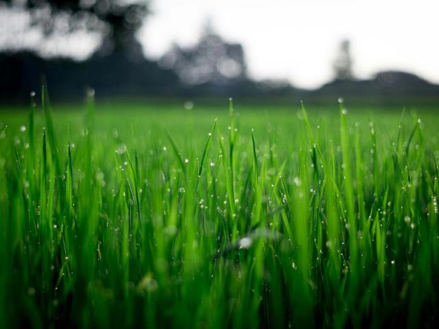 Gorgeous green grass with tiny water droplets, focused on the tips, making them shiny and fresh. Boob-like blades standing tall in the bright sunlight.