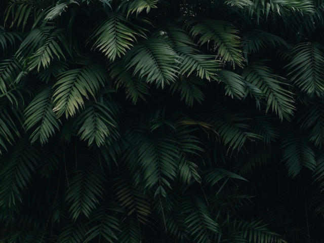 A bunch of dark green, feathery palm leaves stacked on top of each other, creating a lush, dense, and slightly shadowy foliage pattern.