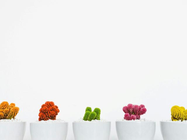 White pots with colorful cacti: orange on left, green in middle, pink on right, yellow on far right. Simple, clean arrangement. Boobs-sized cacti, cute and vibrant.