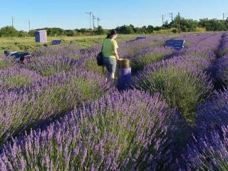 SweetMichele - Sexe cam en vivo - 26302737