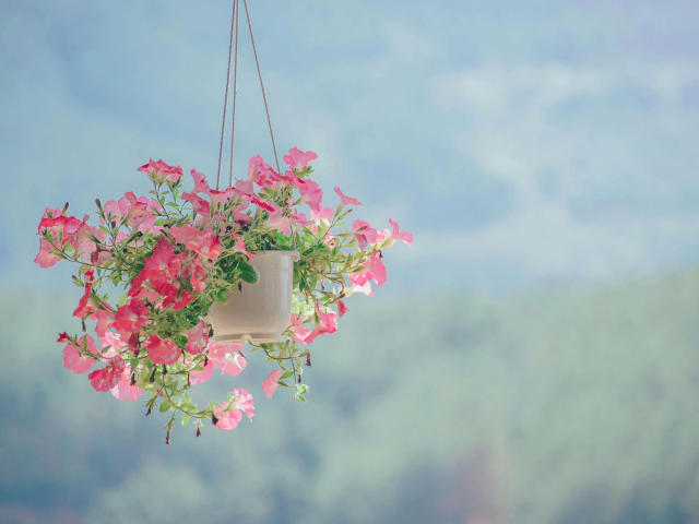 A cute hanging pot with pink flowers and green leaves, suspended by thin strings, featuring bright pink petals against a blurry blue-green background.