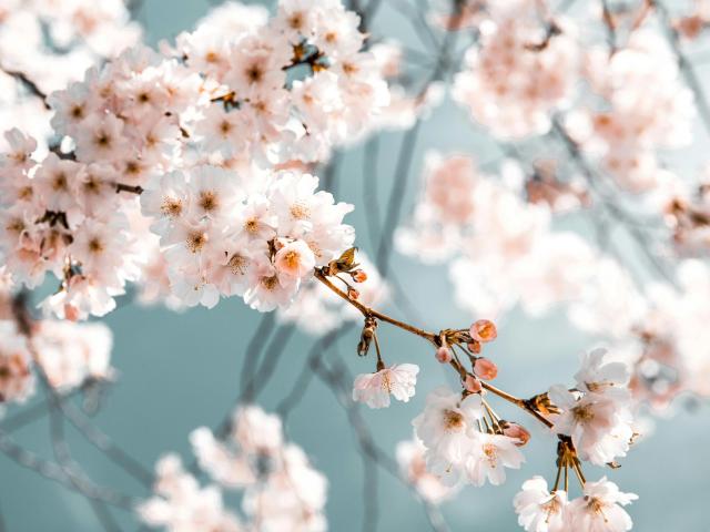 Cherry branches with clusters of pale pink, delicate flowers and tiny yellow centers. Soft, feminine petals covering the brown, slender stems. Bright, springtime vibe. Boobs of flowers.