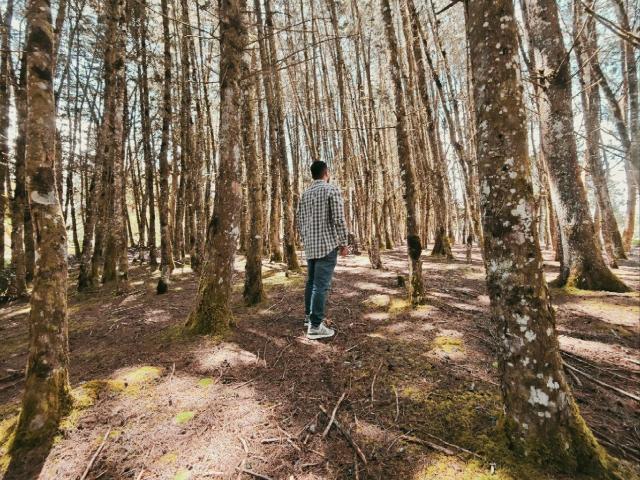 Edahi está em uma floresta, de costas, vestindo uma jaqueta xadrez, jeans azuis e tênis brancos, cercada por árvores altas com troncos cobertos de musgo e luz solar filtrada..
