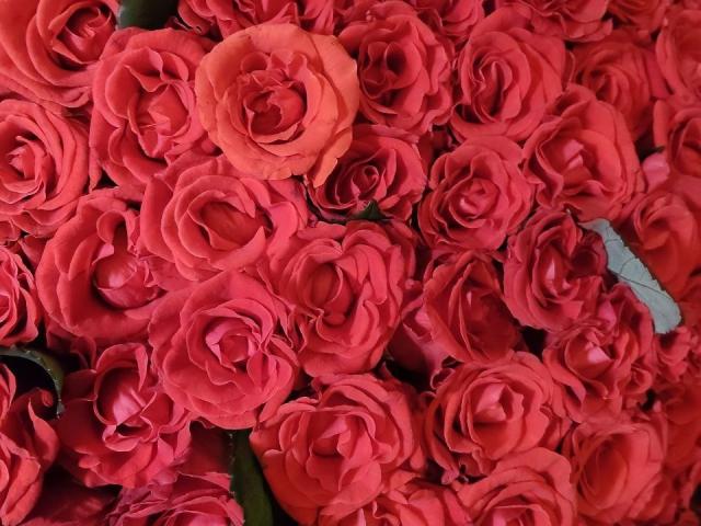 Um buquê de rosas vermelhas com uma rosa rosa ligeiramente mais escura no centro, cercada por folhas verdes, tudo bem compacto. As rosas são muito fofas..