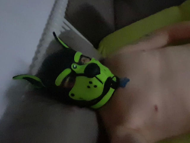 RockyThepupp-hot wearing a green and black dog mask with pointed ears, lying on a bed, shirtless, with a visible blue nipple piercing on their chest.