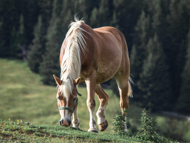 RaulModelTest is a brown horse with a white mane, eating grass on a green hill, wearing a green halter, standing in front of a dark forest.