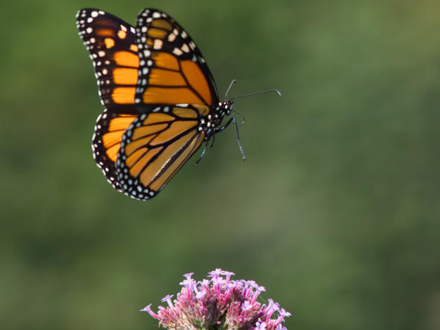A vibrant orange and black butterfly with white spots is hovering over a cluster of pink flowers, its antennae pointing forward. RaulModelTest is a pretty butterfly.