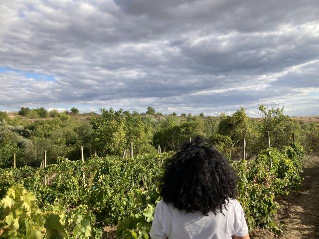 DeesseBleue with curly black hair stands in a vineyard, wearing a white shirt, facing away, under a cloudy sky. Green vines and wooden stakes surround her.