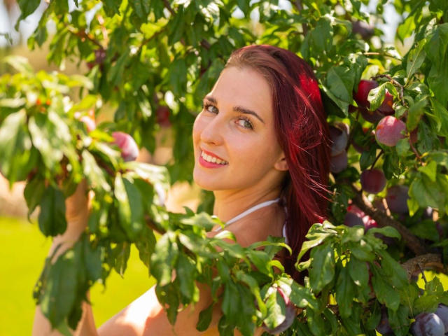 Sweet-Candy-hot with red hair, smiling, holding plum branches, visible tits, green leaves, purple plums, sunlight, bright green background, looking over shoulder, outdoor, summer, happy.