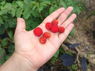 EskelaTheHuntress - Camera khiêu dâm &amp; quyến rũ trực tiếp - 27539558